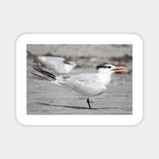 Royal tern Magnet