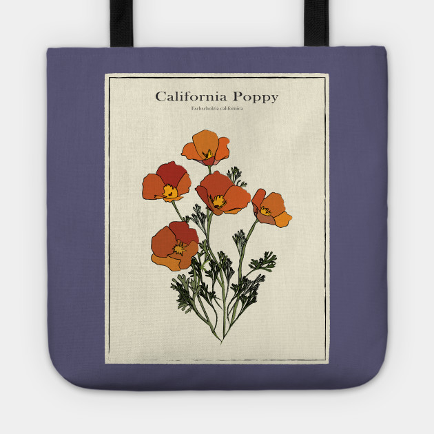 California Poppy Vintage Botanical Poster Botanical Illustration