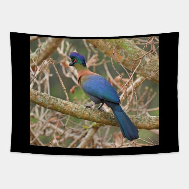 Purple-crested Turaco Tapestry by Spazashop Designs