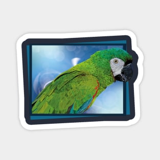 severe macaw Magnet