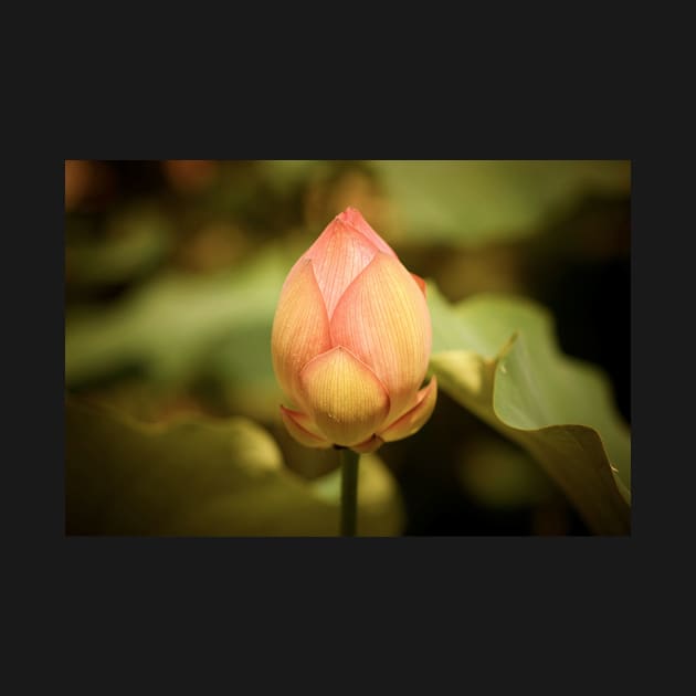 A Single Pink Lotus Bud by JimDeFazioPhotography