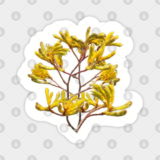 Australian Native Plant Kangaroo Paw Magnet by Custom Autos