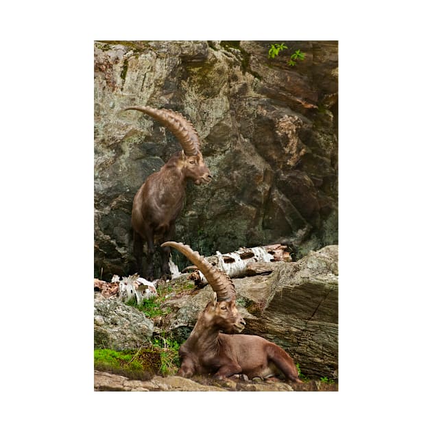 Ibex On Rocks by jaydee1400