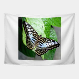 Blue Tiger Butterfly Tapestry