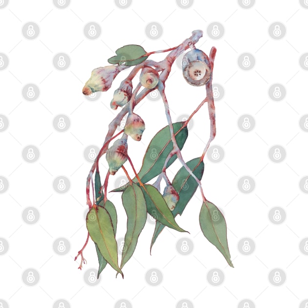 Australian native eucalyptus tree branch watercolour by ZoyaArt