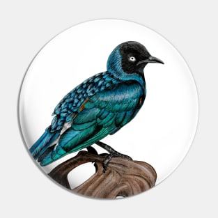 Superb starling Pin