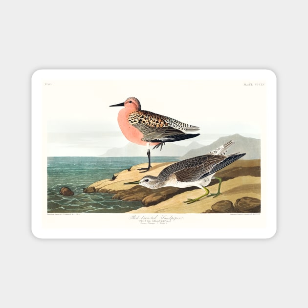 Red-breasted Sandpiper from Birds of America (1827) Magnet by WAITE-SMITH VINTAGE ART