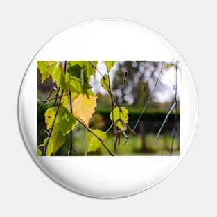 Green and yellow autumn birch leaves Pin