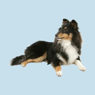 Sheltie Sheepdog T-Shirt