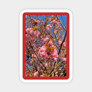 Sunlit Cherry Blossom Magnet