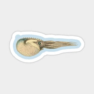 Argonaut Vintage Scientific Illustration Magnet