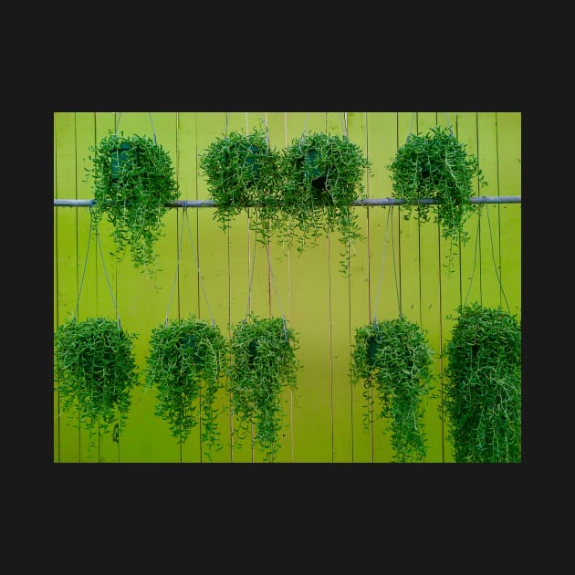 Green Hanging Baskets by ephotocard