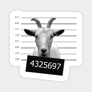 Criminal Goat Magnet