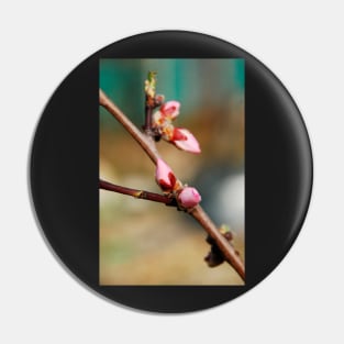 Almond Blossom Buds Pin