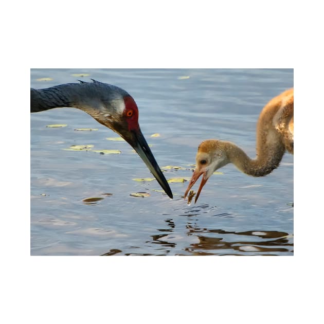 Sandhill crane parent with chick by joesaladino