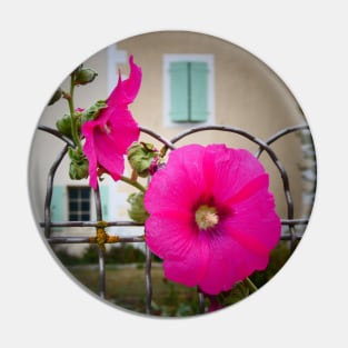 Hollyhock, Maison Blanche, Deux Sevres, France Pin
