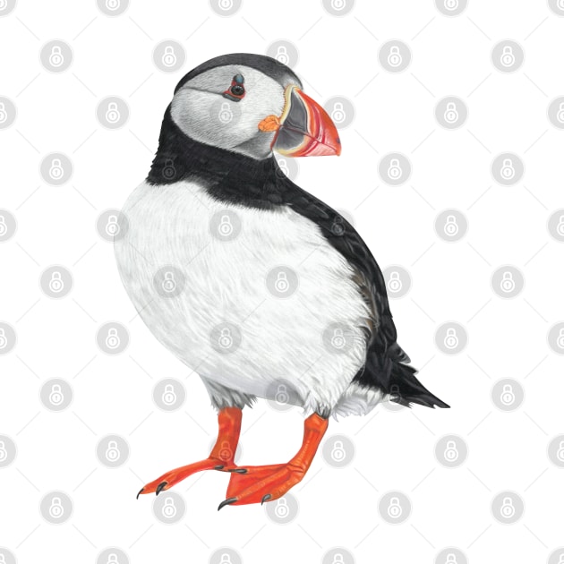 Puffin art by IslesArt