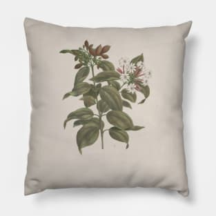 Jasminum Dichotomun Vahl - African Jasmine by Luigi Balugani Pillow