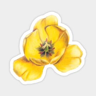 Yellow Tulip Flower Magnet