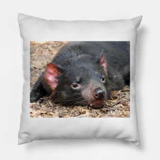 Tasmanian Devil Pillow