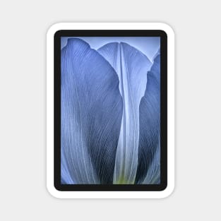 Blue Tulip Close-up Magnet