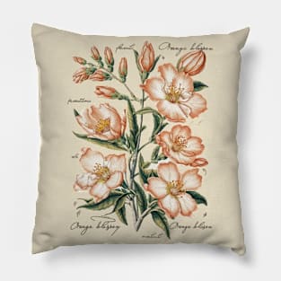Vintage Orange Blossom Botanical Pillow