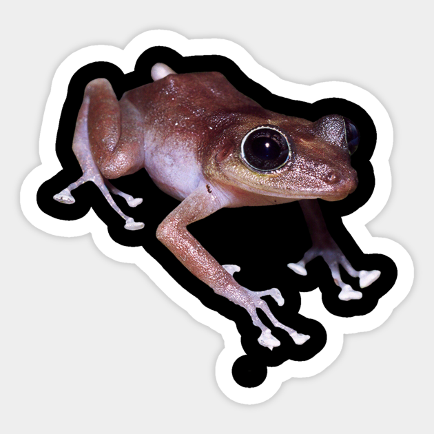 Realistic Frog Biology Drawing Scientific Illustration Gift Realistic Frog Illustration Art Aufkleber Teepublic De