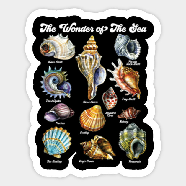 Sea Shell Chart