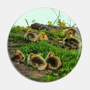 Multiple Young Canada Goose Goslings Resting In The Grass Pin