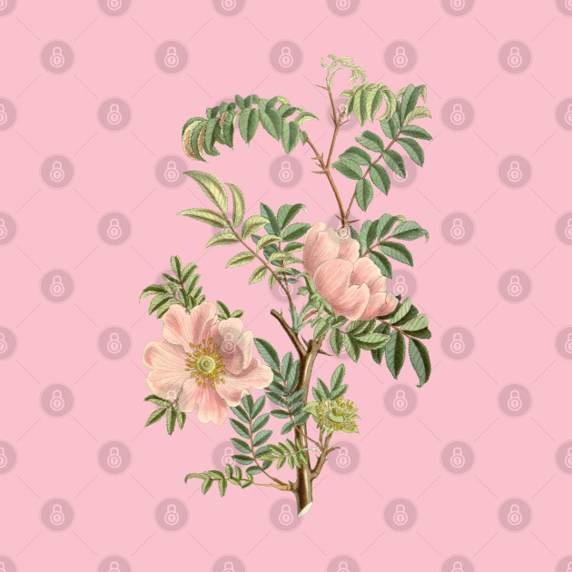 Wild Rose Flower Vintage Botanical Illustration by Biophilia