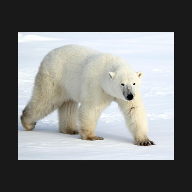 Large Male Polar Bear on the Tundra, Churchill, Canada by Carole-Anne