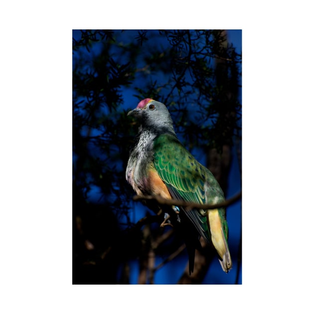 Rose Crowned Fruit Dove by GP1746