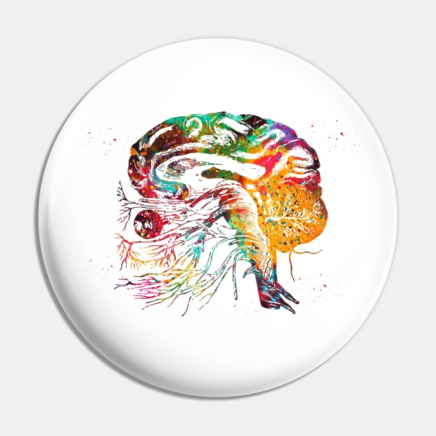 Brain cranial nerves Pin by erzebeth