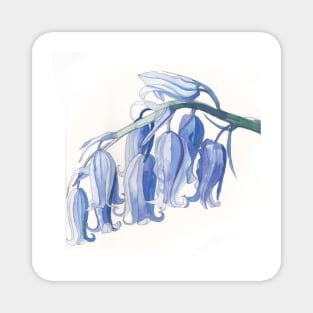 Bluebells watercolour painting Magnet