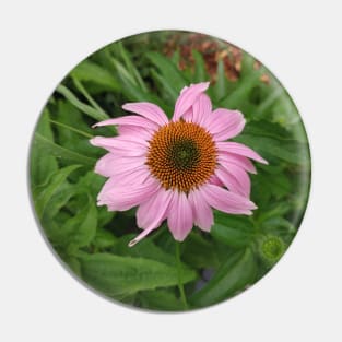 Echinacea Pin