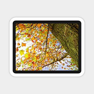 Colorful Fall Tree, Yellow, Gold, Rust Colored Leaves: Photograph Leaves Artful Autumn Magnet