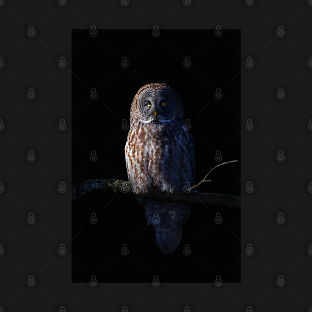 Great Grey Owl by Jim Cumming