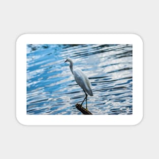 Snowy Egret 2 Magnet