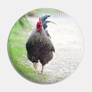 Plymouth rock rooster Pin