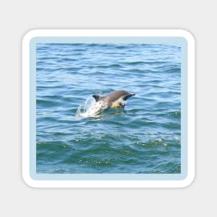 Marine Life, Striped Dolphin, Pacific Ocean, California Magnet