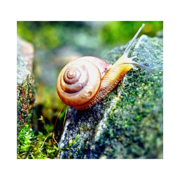 Garden Snail by Scubagirlamy