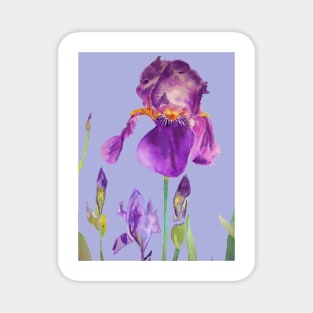 Iris Watercolor Painting - Elegant Purple on Light Purple Magnet