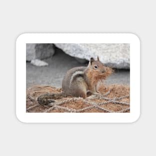 Cascade golden-mantled ground squirrel gathering nesting material Magnet