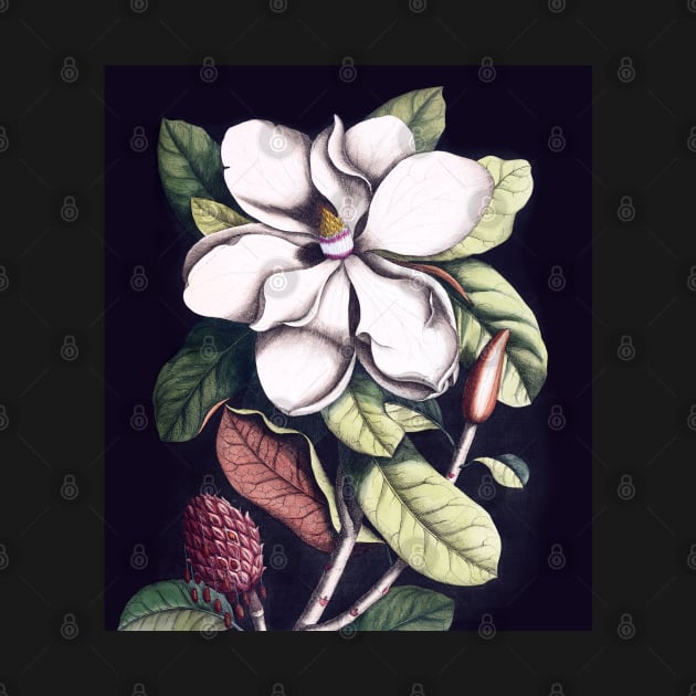 Magnolia flower by CatyArte