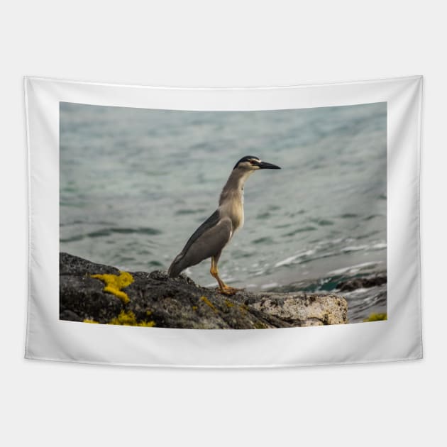 Black-crowned night heron of hawaii 8 Tapestry by KensLensDesigns