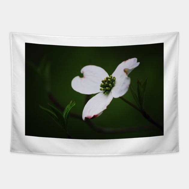 Dogwood Tree Blossom Tapestry by LaurieMinor