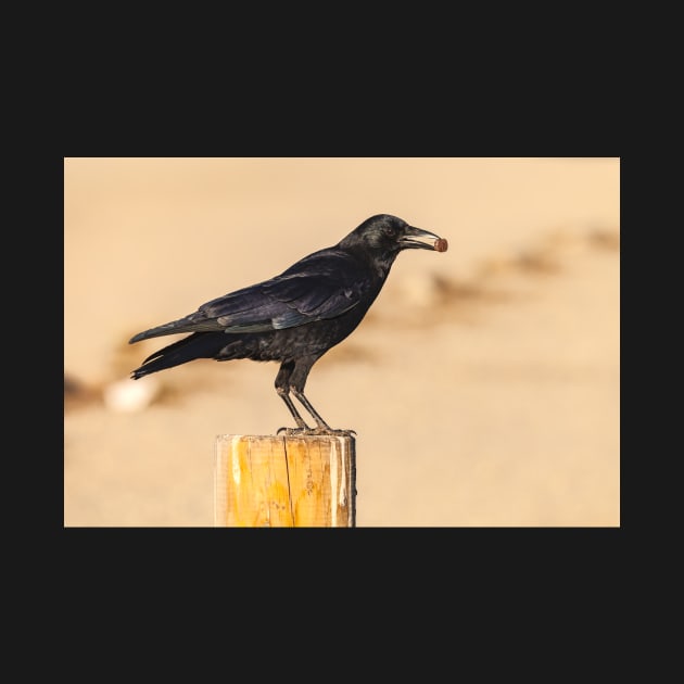 American Crow by jvnimages