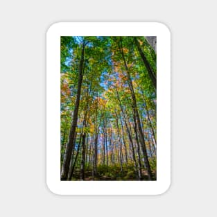 Autumn is Coming in the Forest. Magnet