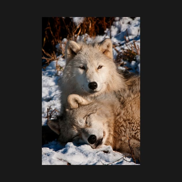 Arctic Wolves by jaydee1400