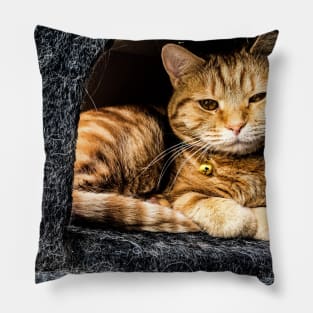 Hideaway kitty Pillow